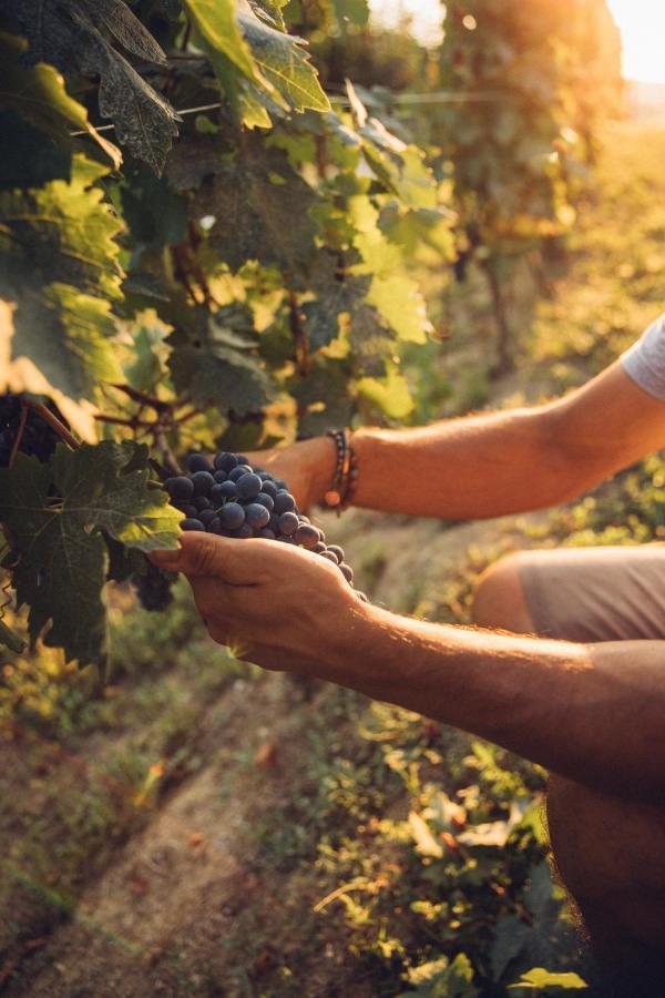 Babo Agriturismo Conviviale Castagnole delle Lanze Екстериор снимка