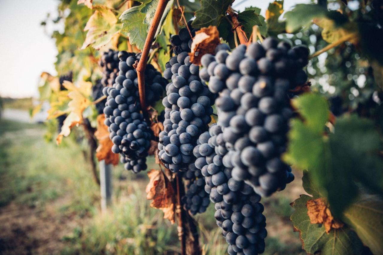 Babo Agriturismo Conviviale Castagnole delle Lanze Екстериор снимка